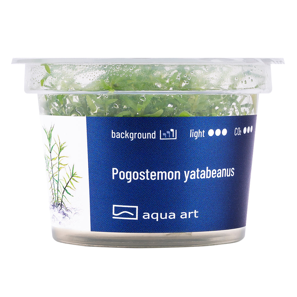 Pogostemon yatabeanus (sur commande)