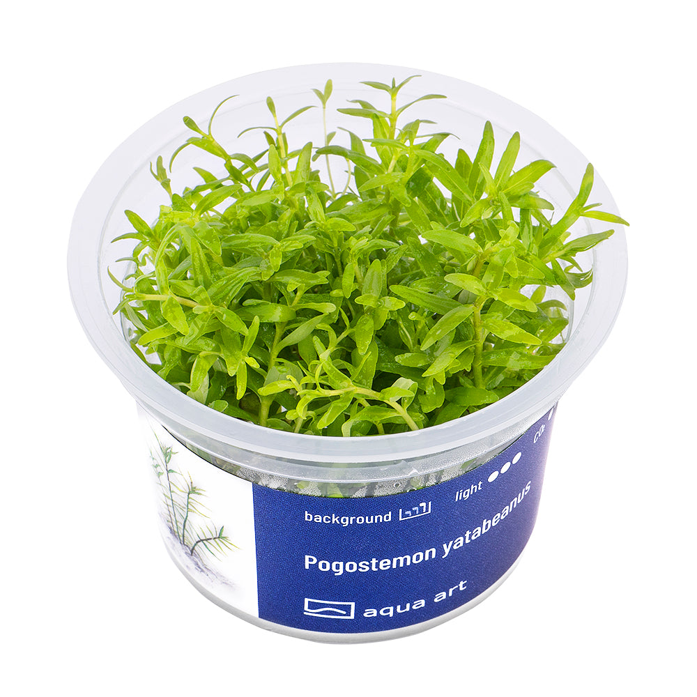 Pogostemon yatabeanus (sur commande)