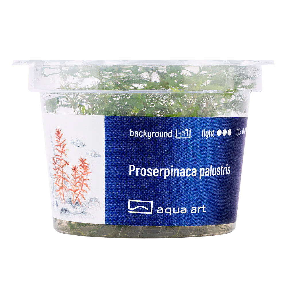 Proserpinaca palustris (sur commande)