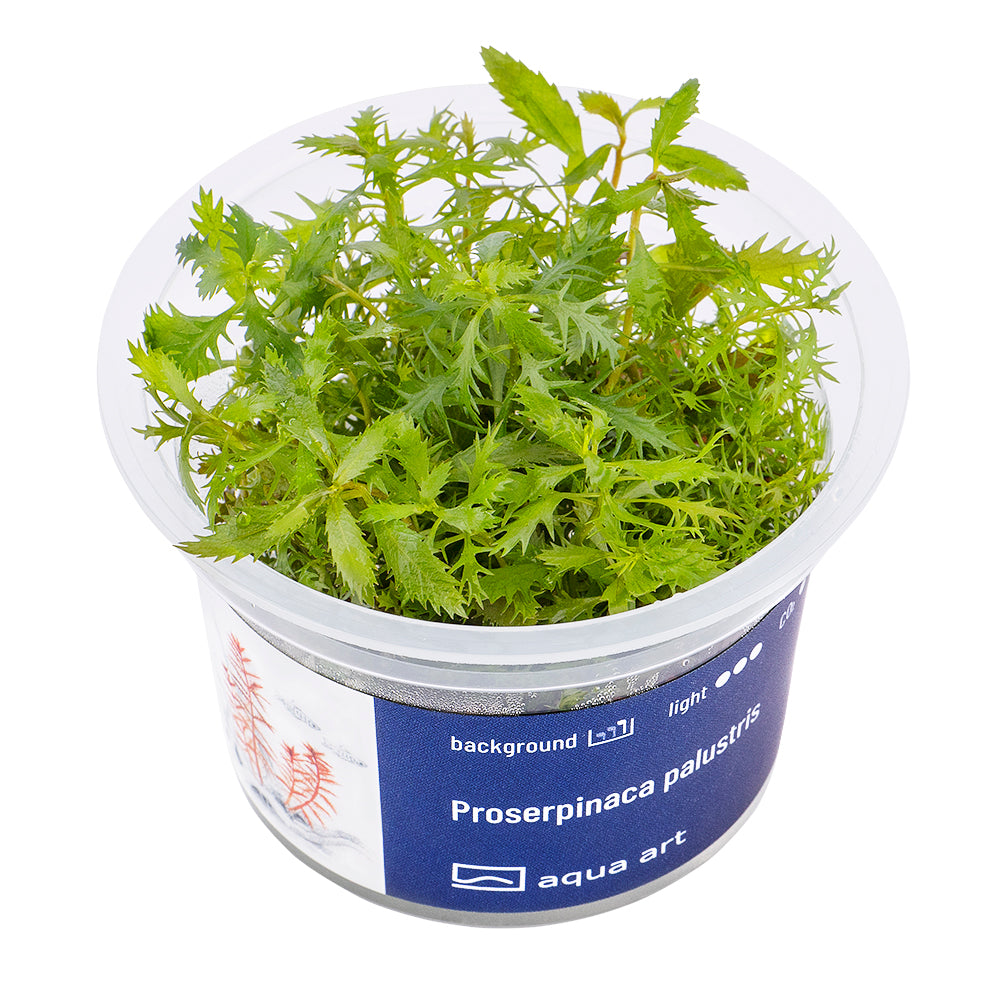 Proserpinaca palustris (sur commande)