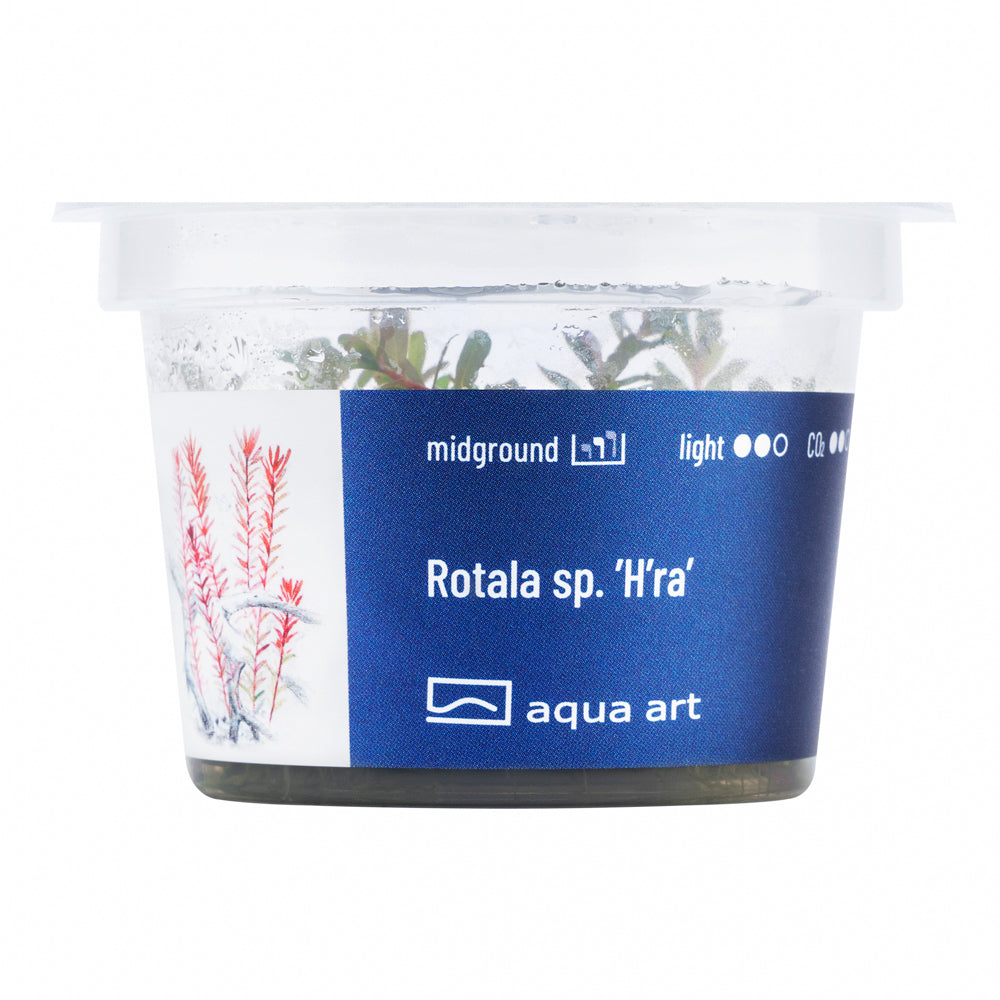 Rotala H'ra