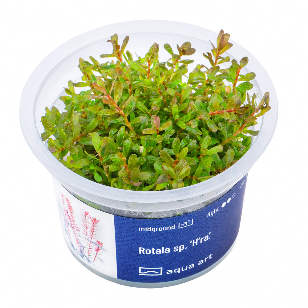 Rotala H'ra