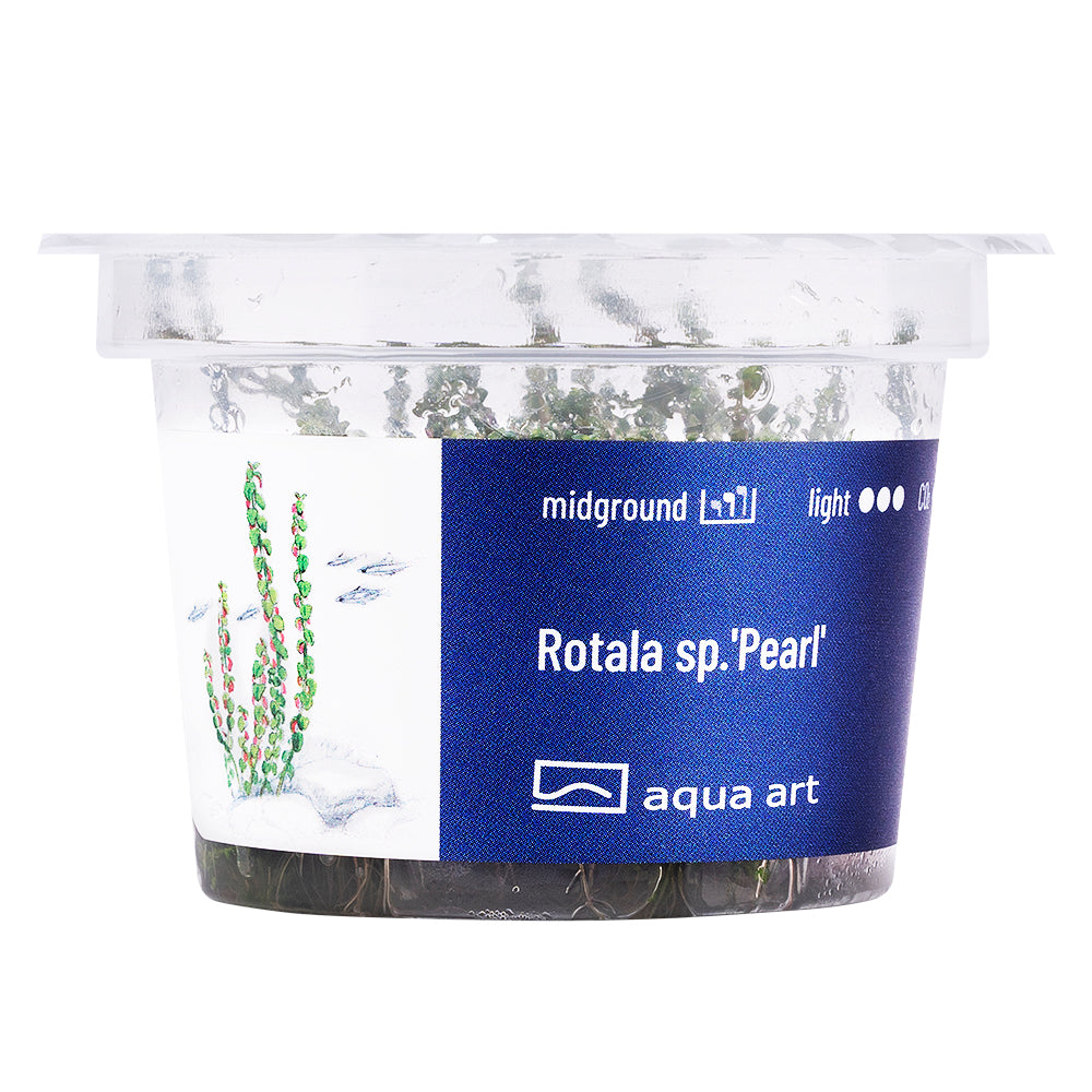 Rotala sp. pearl (sur commande)