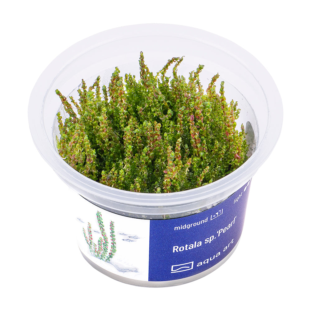 Rotala sp. pearl (sur commande)