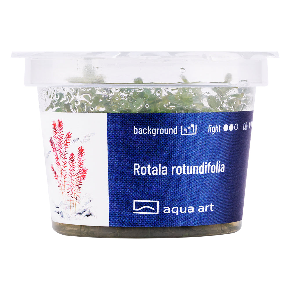 Rotala rotundifolia