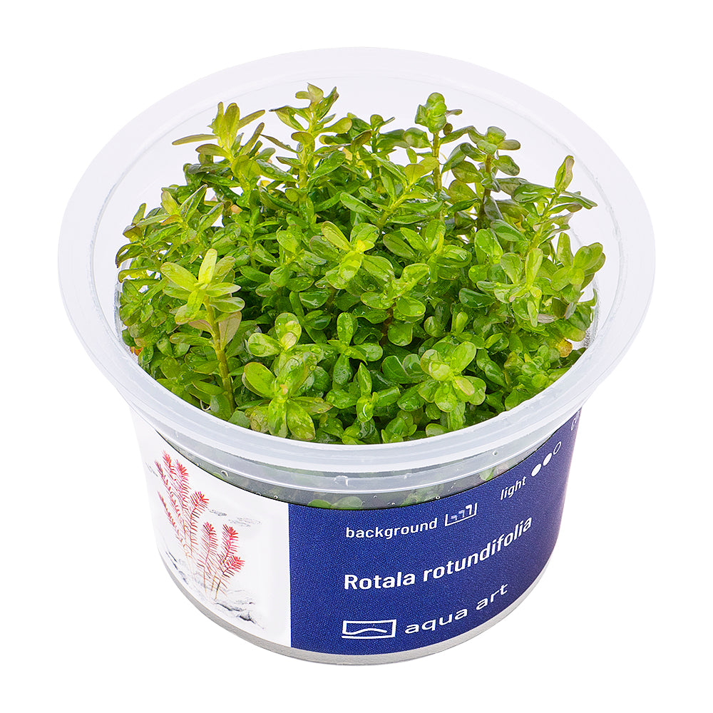 Rotala rotundifolia