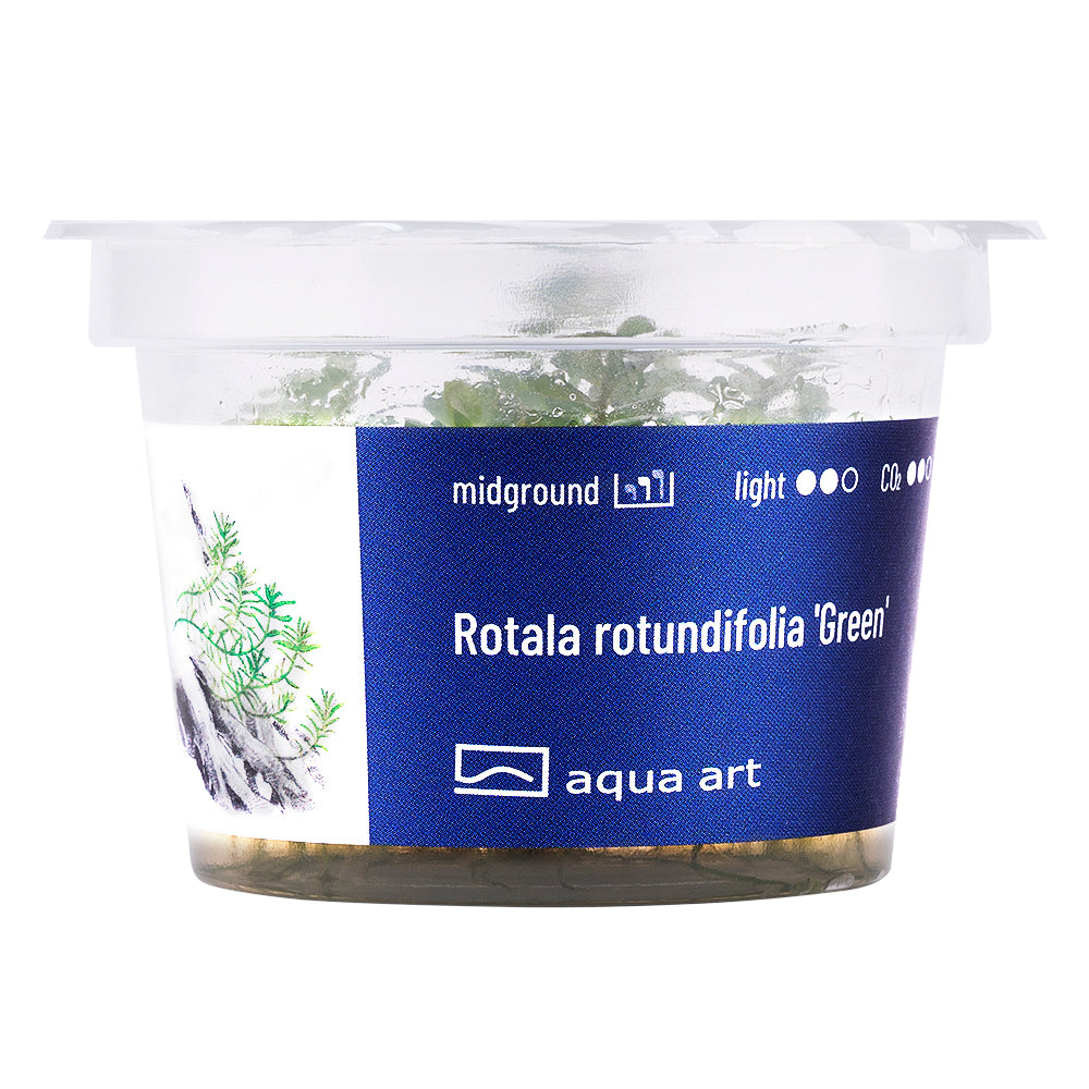 Rotala rotundifolia green