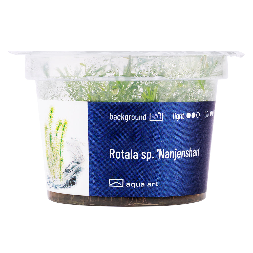 Rotala sp. Nanjenshan (sur commande)