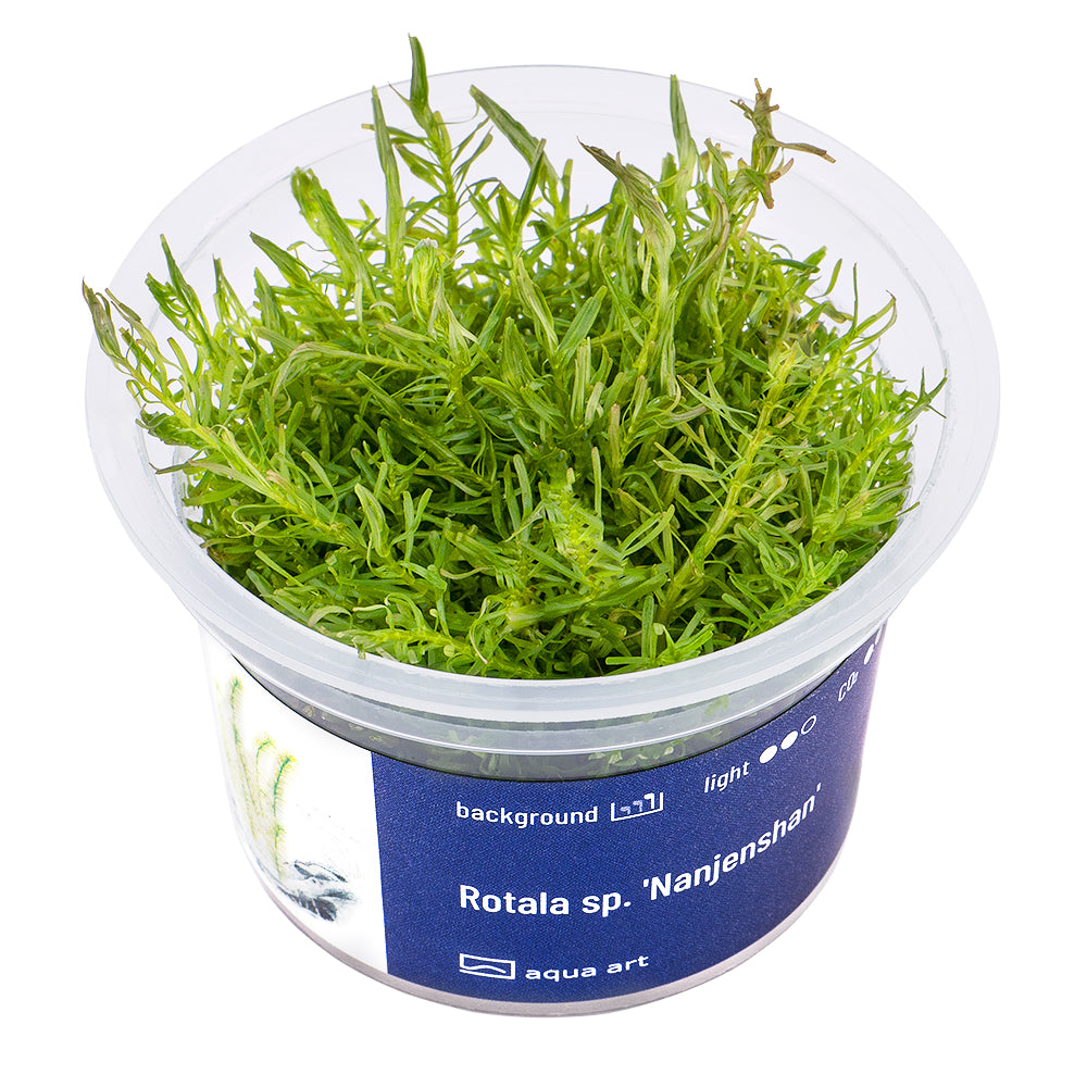 Rotala sp. Nanjenshan (sur commande)