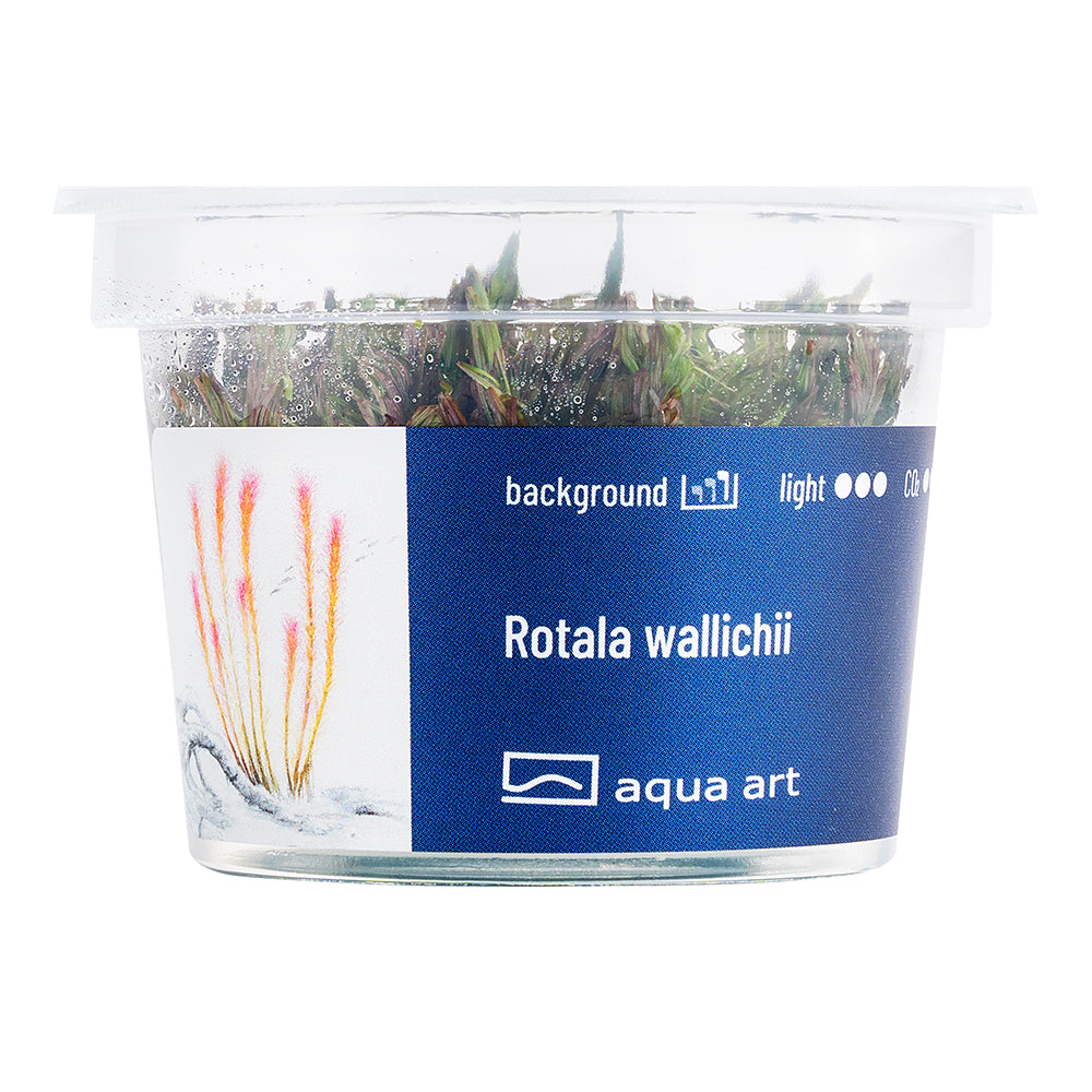 Rotala wallichii