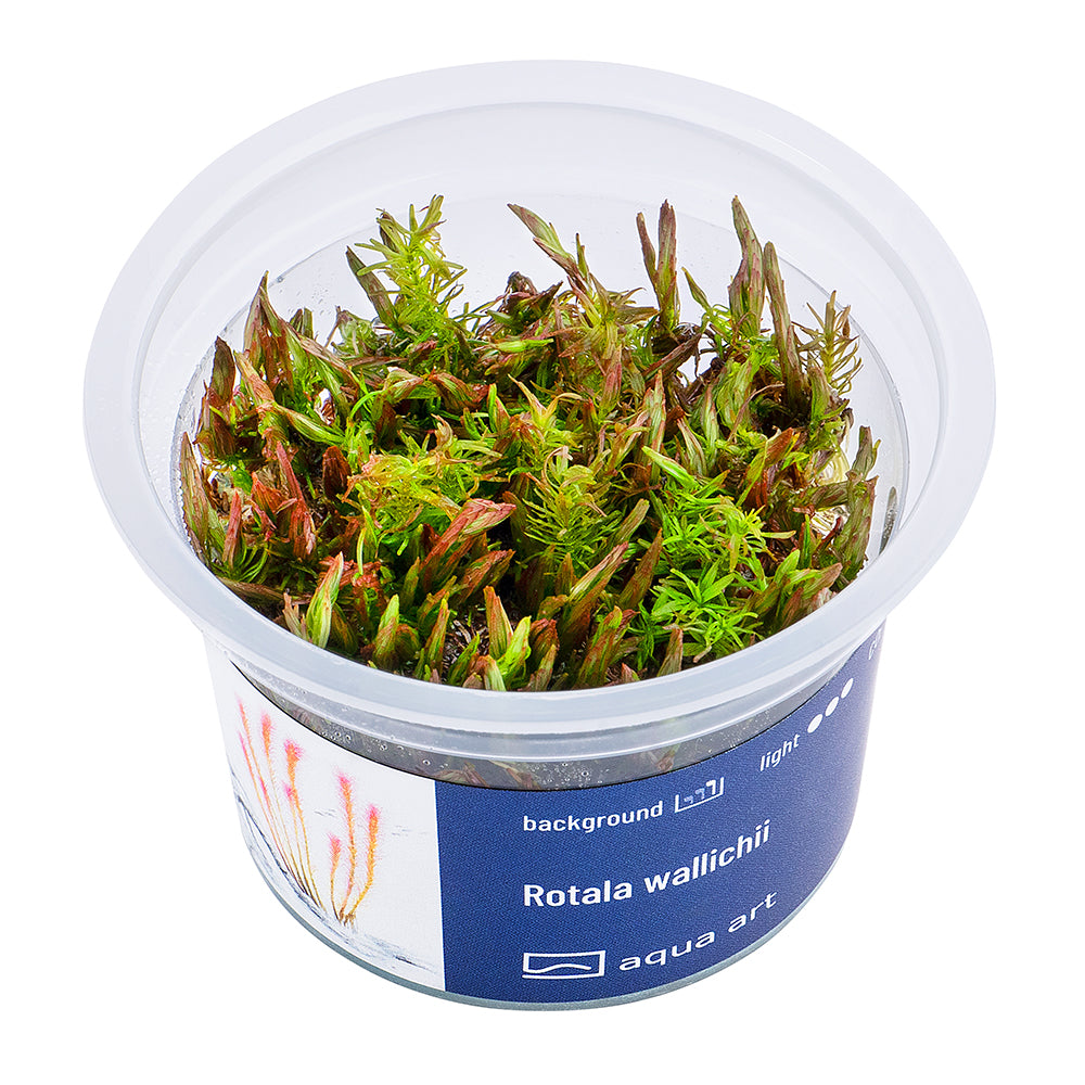 Rotala wallichii