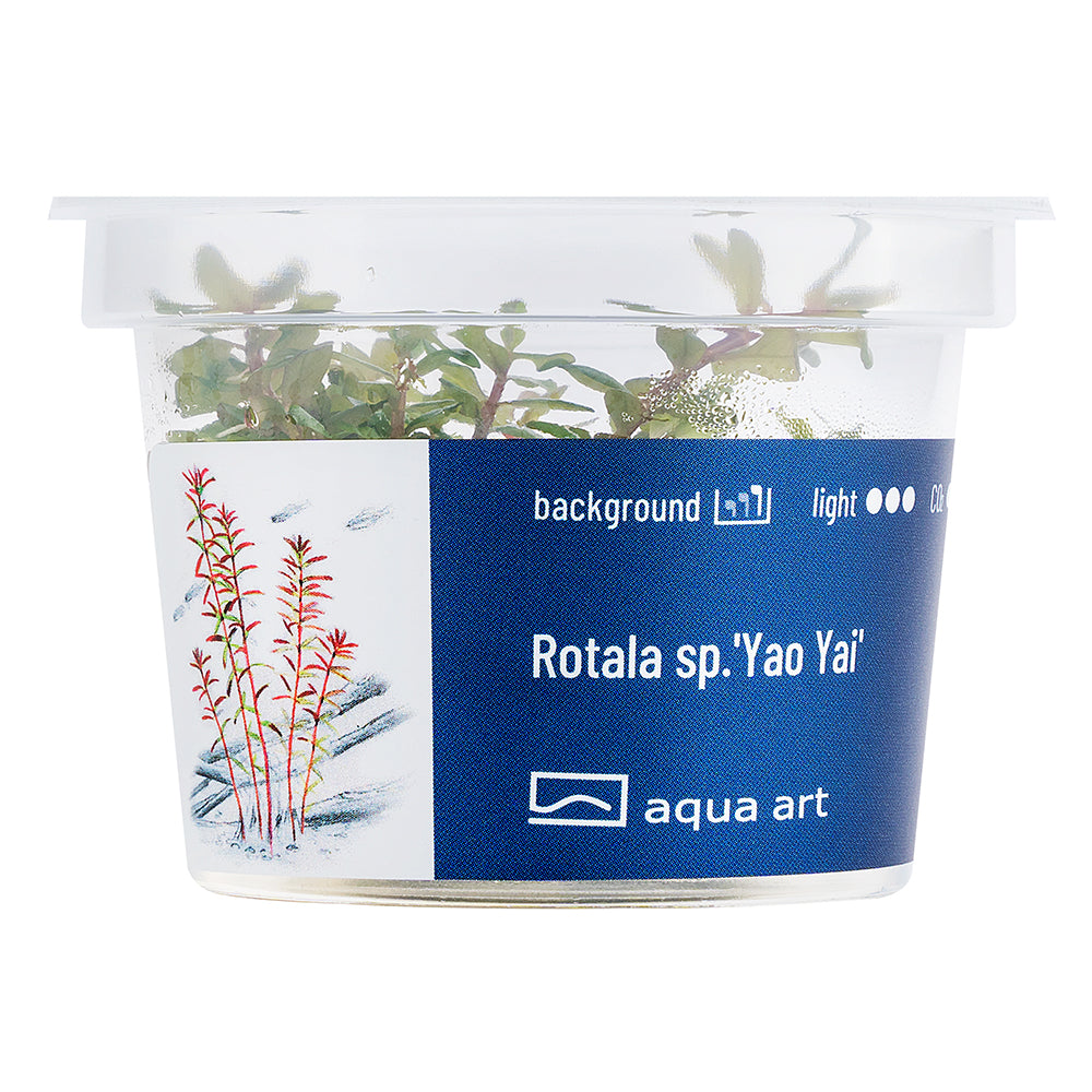 Rotala sp. yao yai (sur commande)