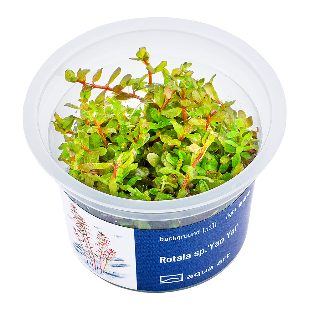 Rotala sp. yao yai (sur commande)