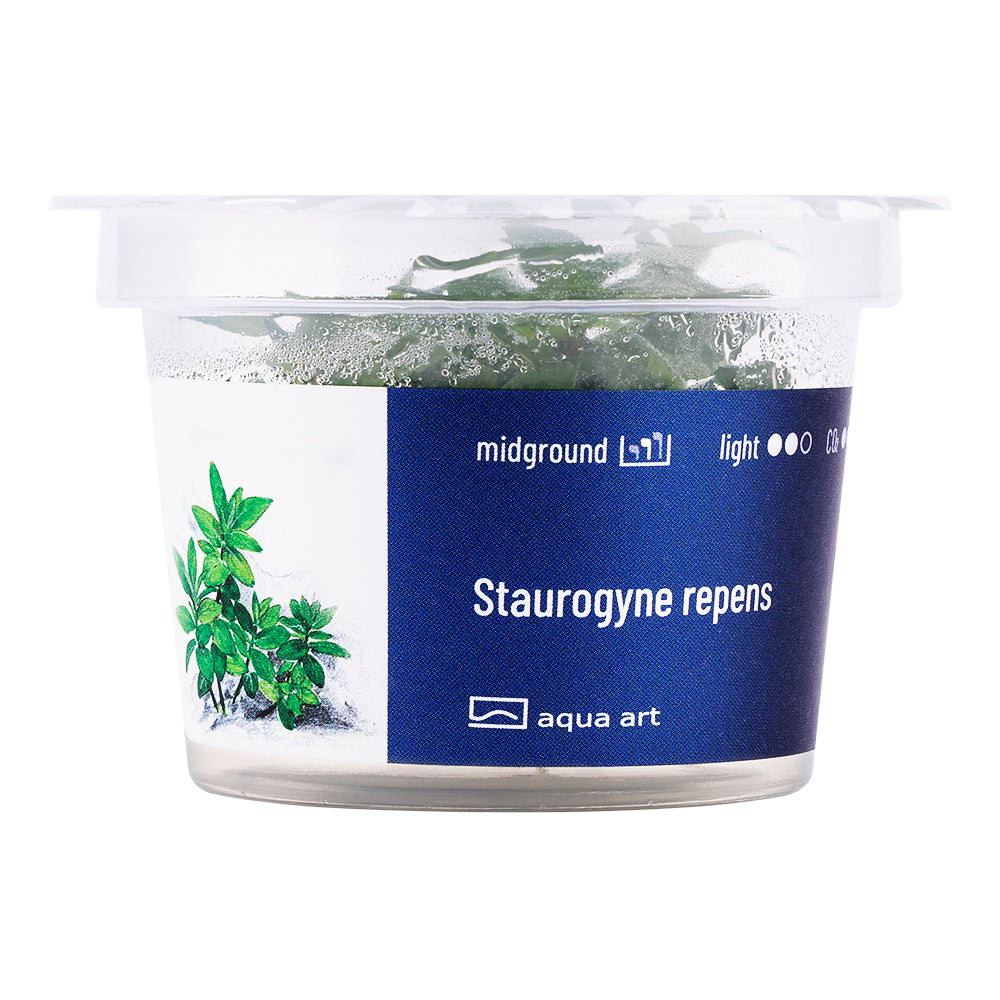 Staurogyne repens
