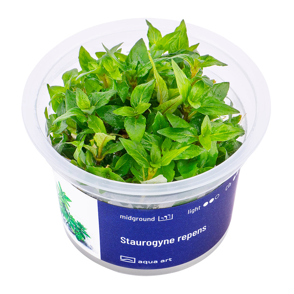 Staurogyne repens