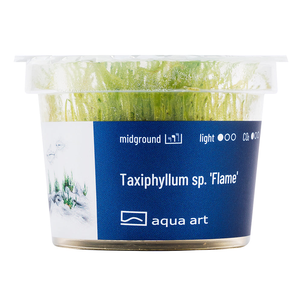 Taxiphyllum sp. Flame (sur commande)