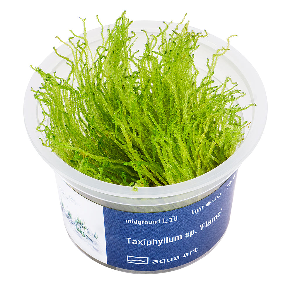 Taxiphyllum sp. Flame (sur commande)