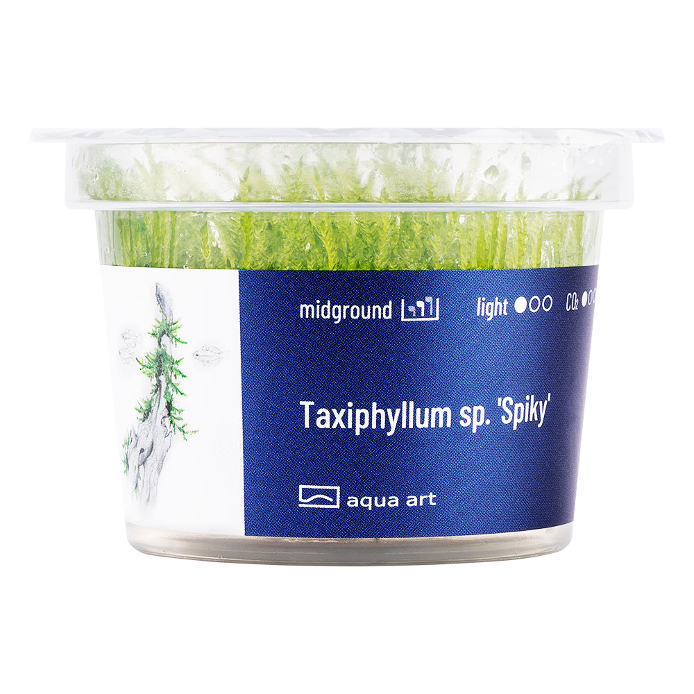 Taxiphyllum spiky