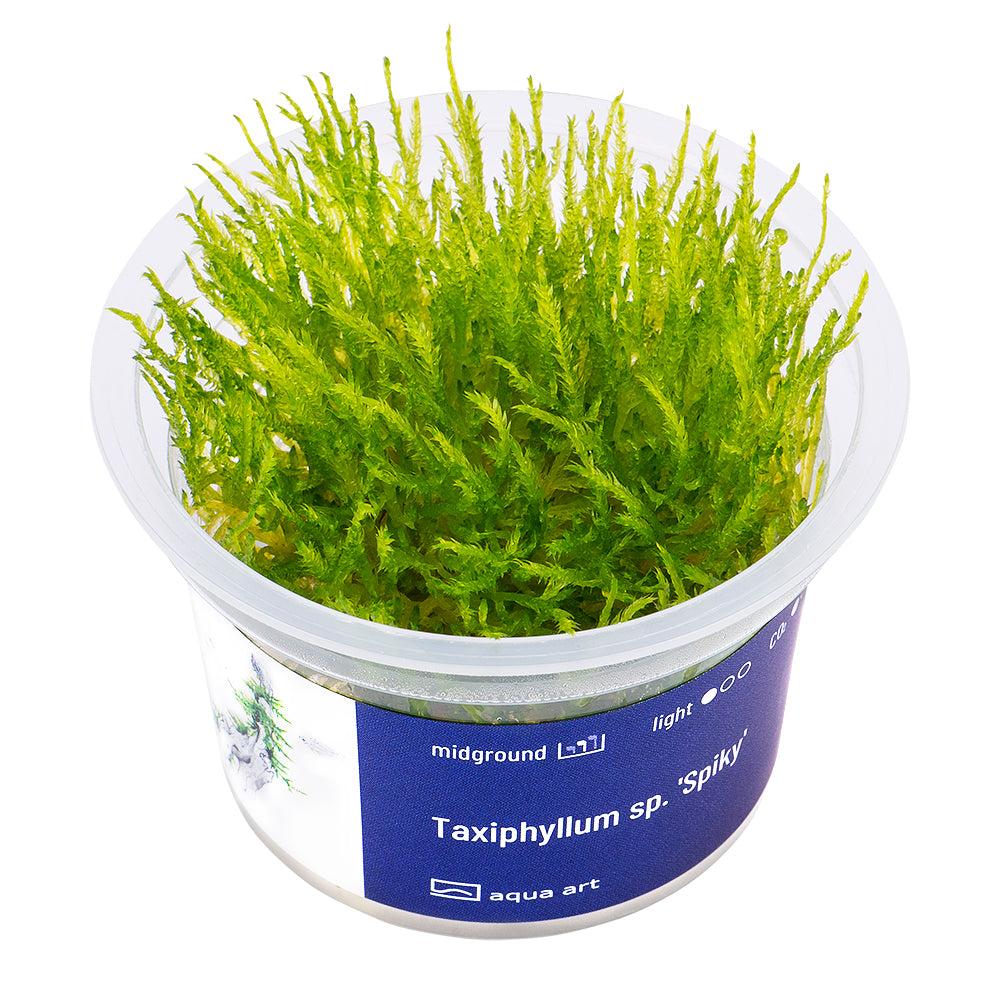 Taxiphyllum spiky