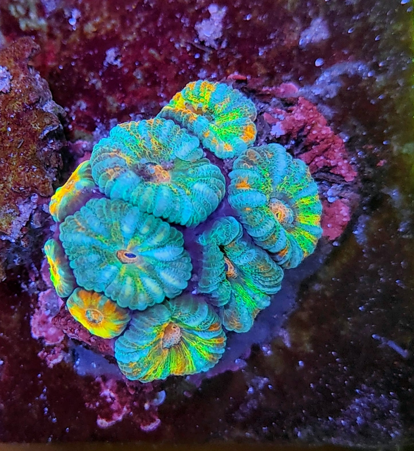 Acanthastrea lordhowensis rainbow WYSIWYG 26