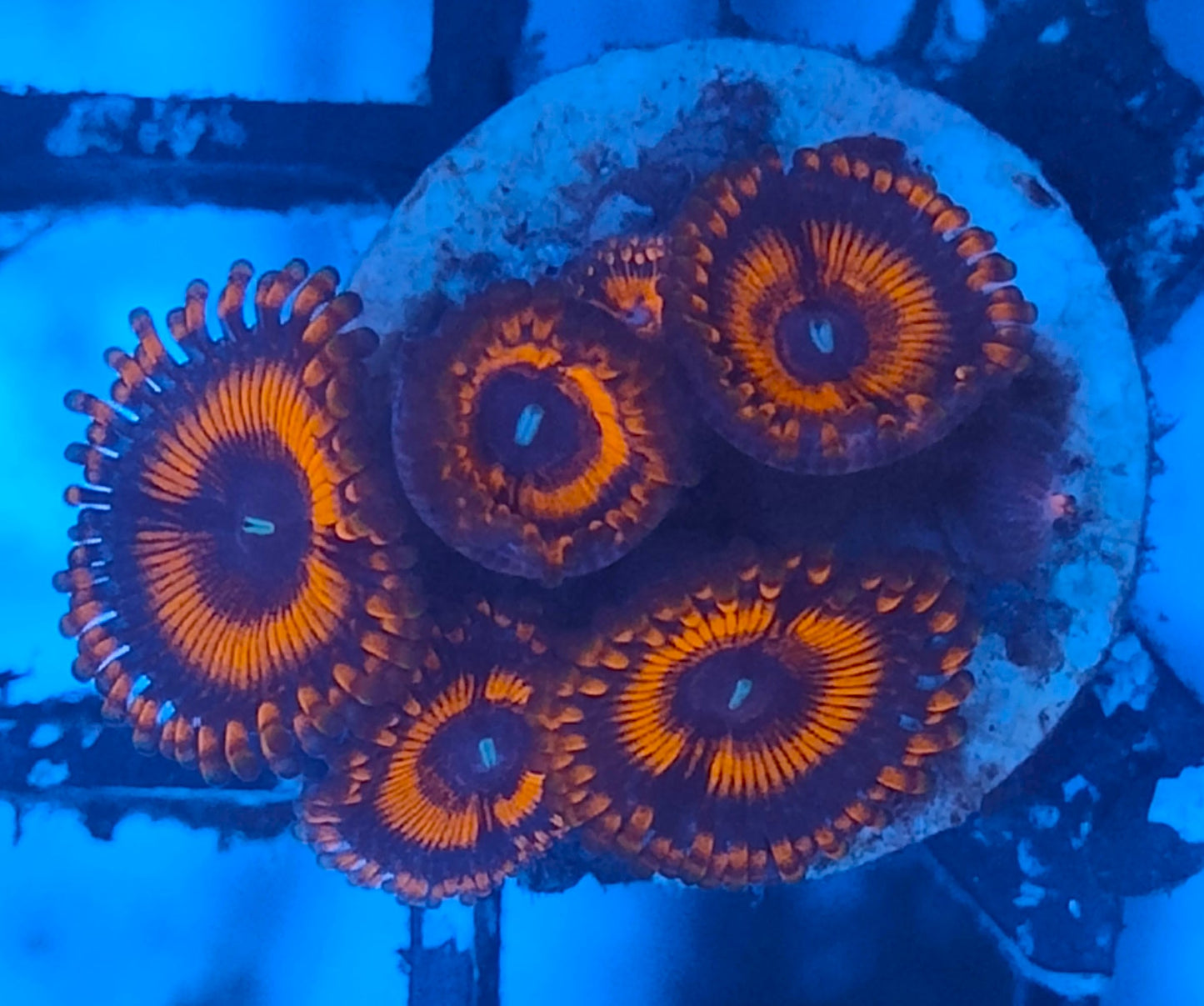 Zoanthus rouge ultra WYSIWYG K7