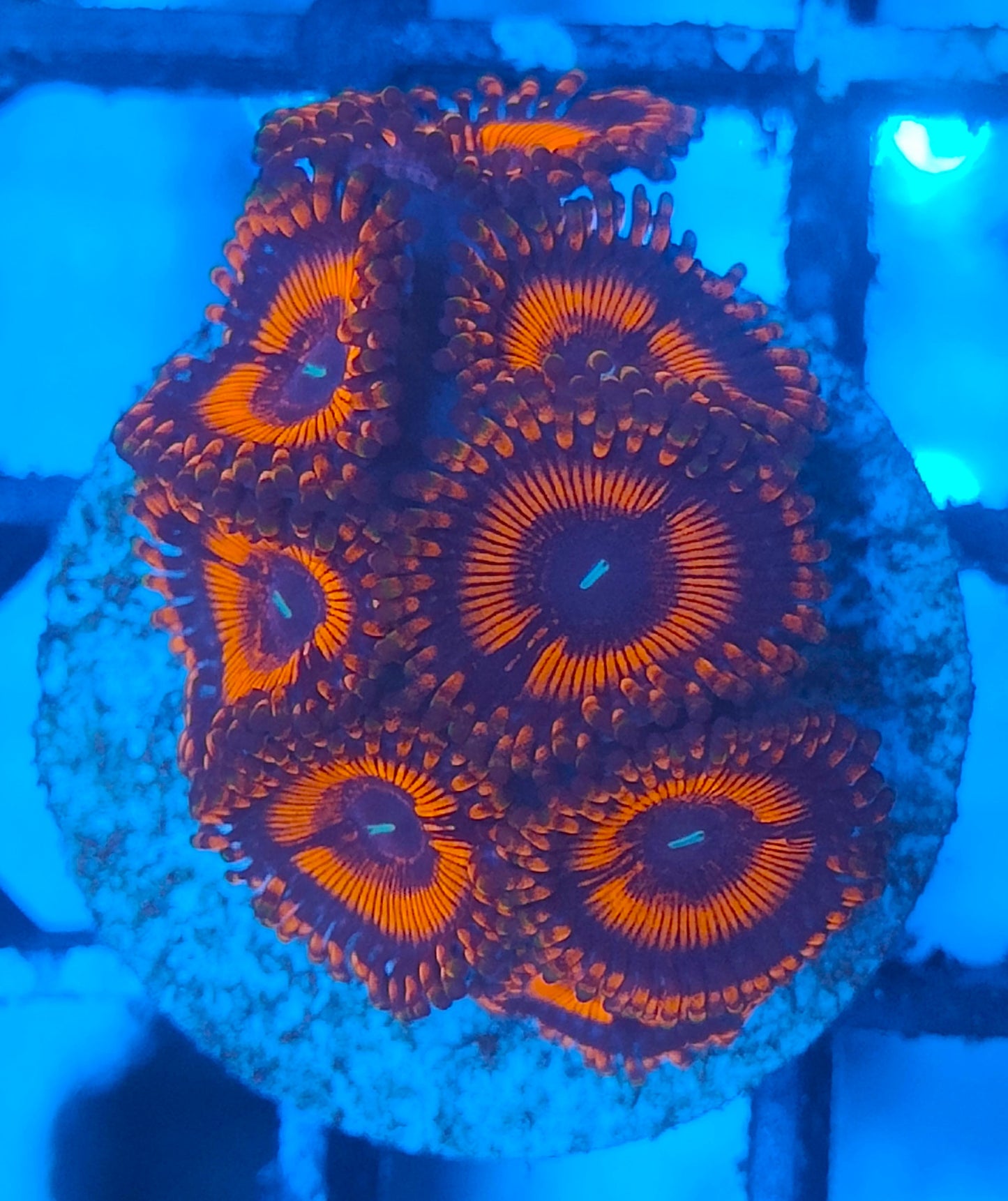 Zoanthus rouge ultra WYSIWYG K6