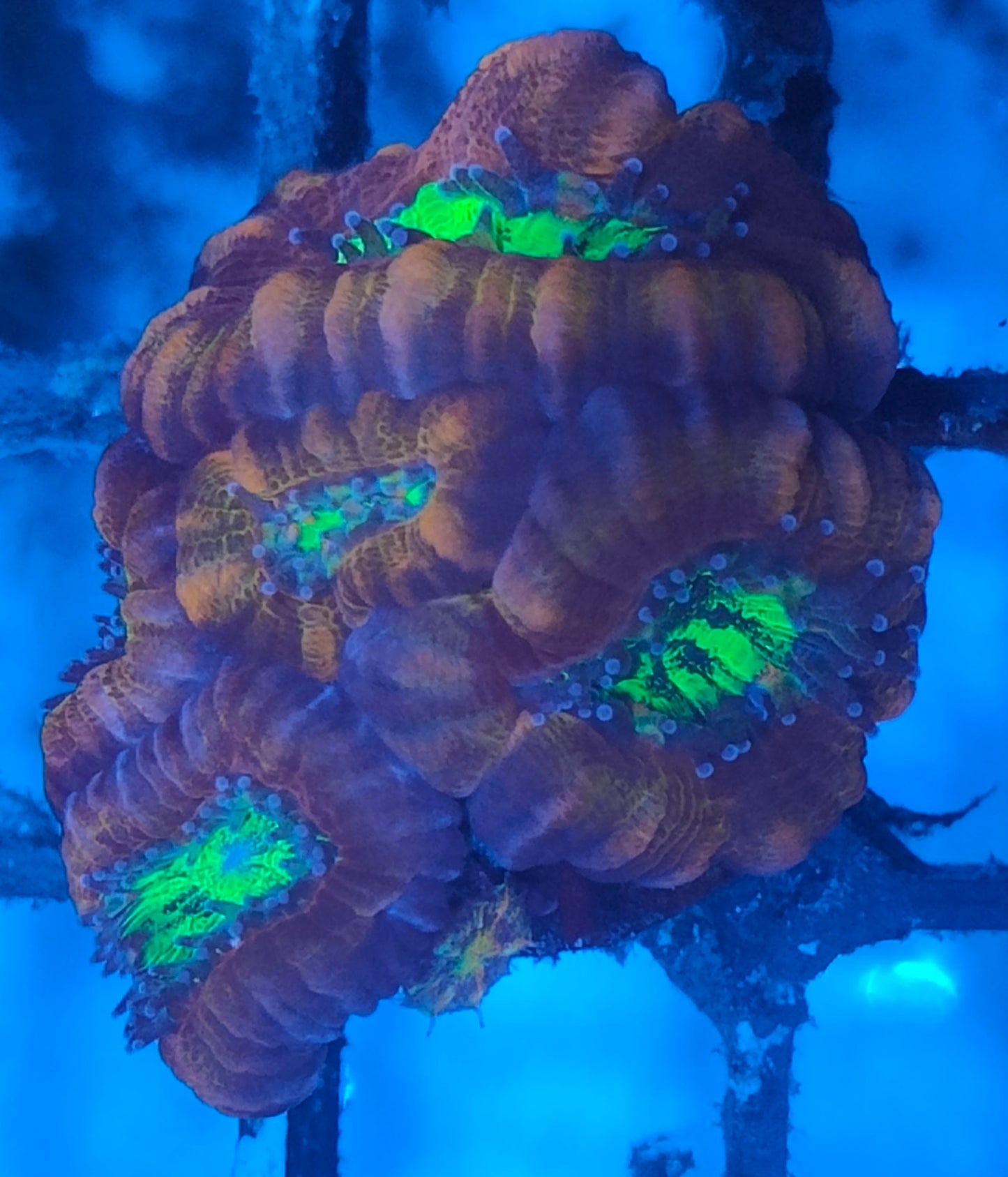 Acanthastrea lordhowensis rainbow WYSIWYG L7