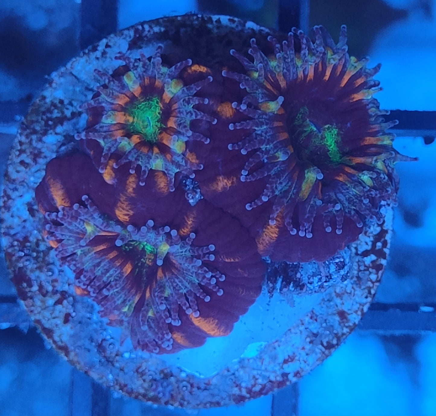 Acanthastrea lordhowensis rainbow WYSIWYG IY