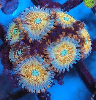 Zoanthus séduction wysiwig P3