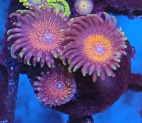 Zoanthus Night crawler wysiwig UB