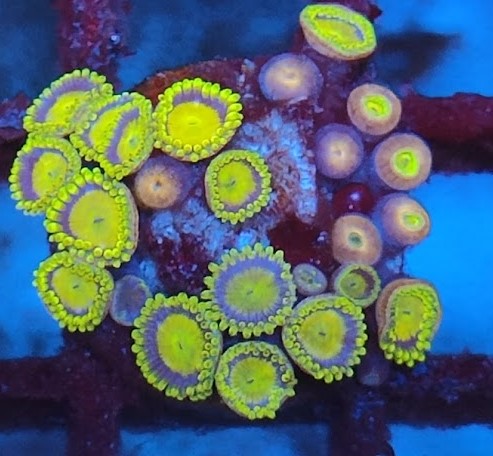 Zoanthus midas wysiwig O2