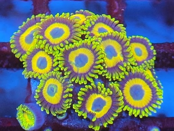 Zoanthus scrambled eggs wysiwig N1