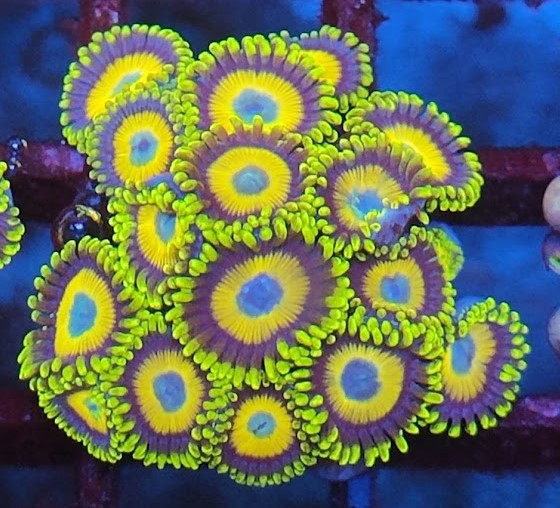Zoanthus scrambled eggs wysiwig N2