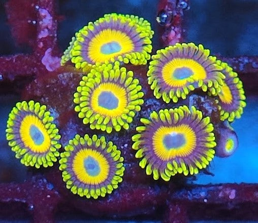 Zoanthus scrambled eggs wysiwig N3