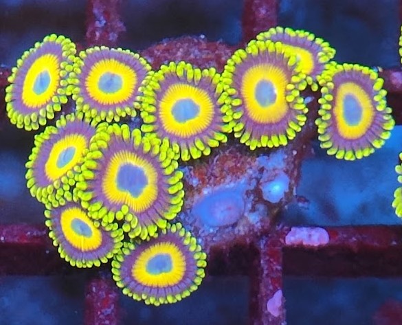 Zoanthus scrambled eggs wysiwig M2