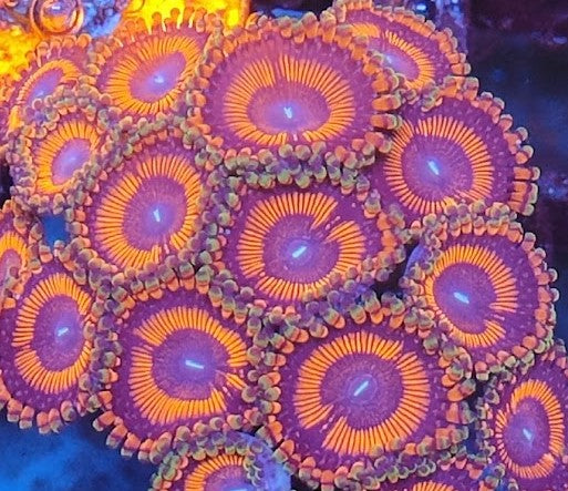 Zoanthus rouge ultra wysiwig