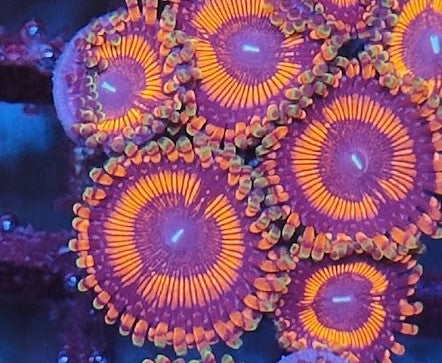 Zoanthus rouge ultra wysiwig 2