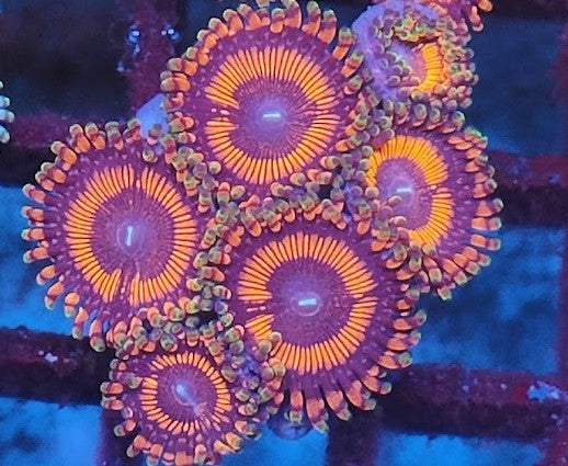 Zoanthus rouge ultra wysiwig 3