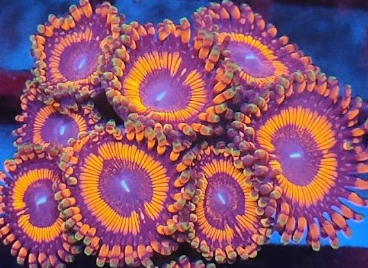 Zoanthus rouge ultra wysiwig 4