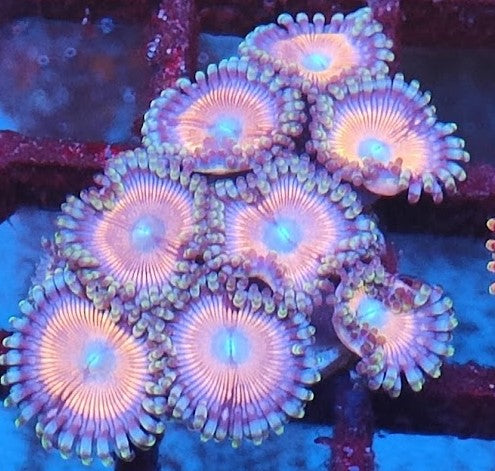 Zoanthus rose wysiwig