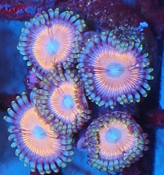 Zoanthus rose wysiwig 2