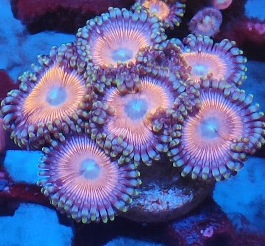 Zoanthus rose wysiwig 3