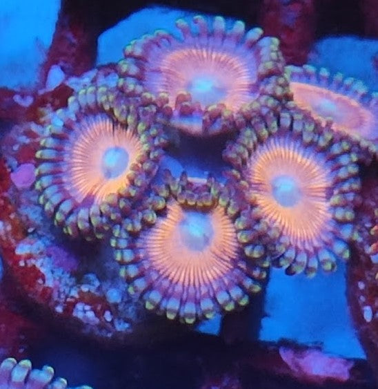 Zoanthus rose wysiwig 4