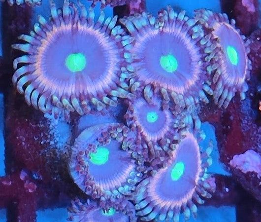 Zoanthus violet rose wysiwig 2