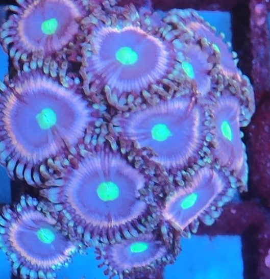 Zoanthus violet rose wysiwig 3