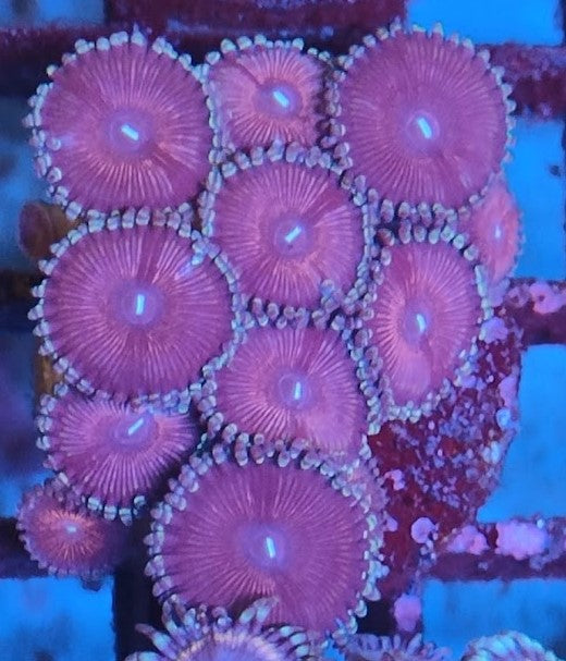 Zoanthus rouge wysiwig