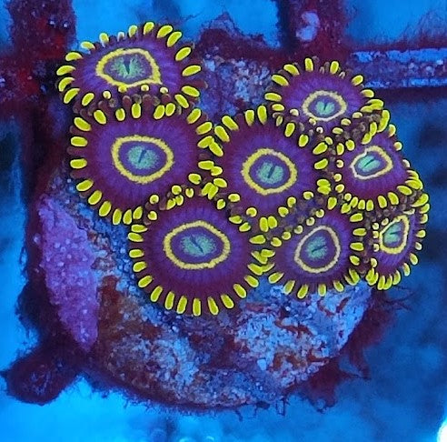 Zoanthus Blue hornet wysiwig