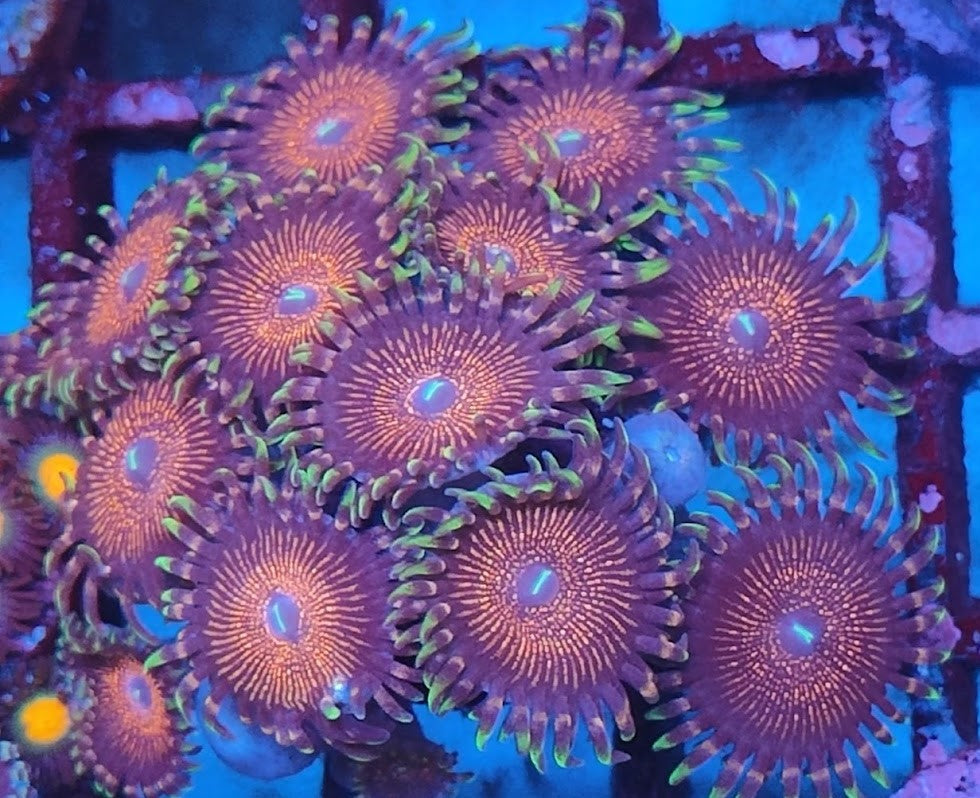 Zoanthus Night crawler wysiwig UC