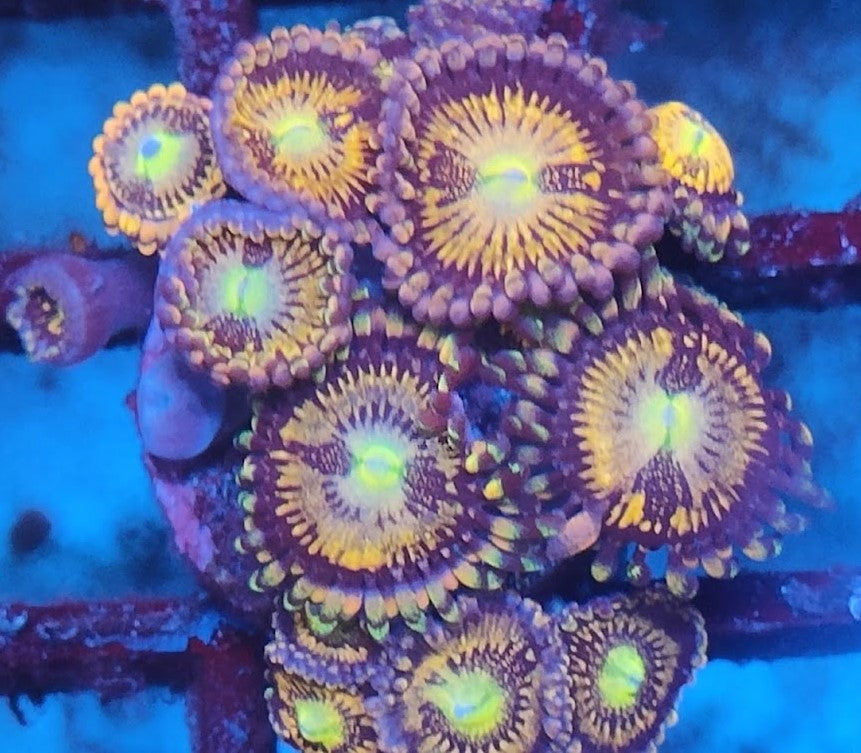 Zoanthus orange ultra wysiwig