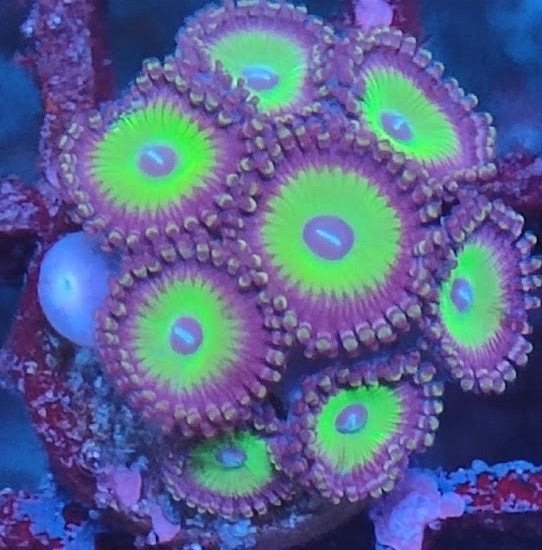 Zoanthus candy apple green wysiwig